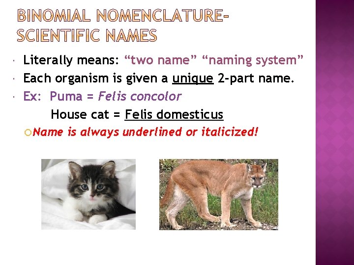  Literally means: “two name” “naming system” Each organism is given a unique 2