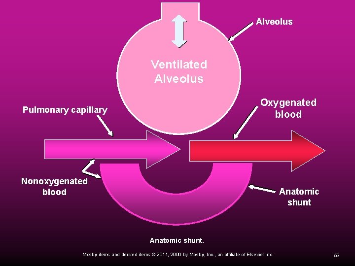 Alveolus Ventilated Alveolus Oxygenated blood Pulmonary capillary Nonoxygenated blood Anatomic shunt. Mosby items and