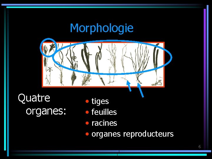 Morphologie Quatre organes: • • tiges feuilles racines organes reproducteurs 6 