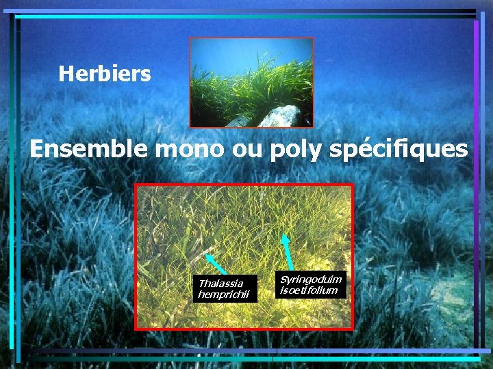 Herbiers Ensemble mono ou poly spécifiques Thalassia hemprichii Syringoduim isoetifolium 7 