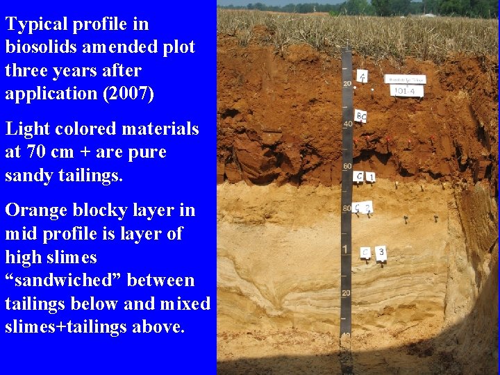 Typical profile in biosolids amended plot three years after application (2007) Light colored materials