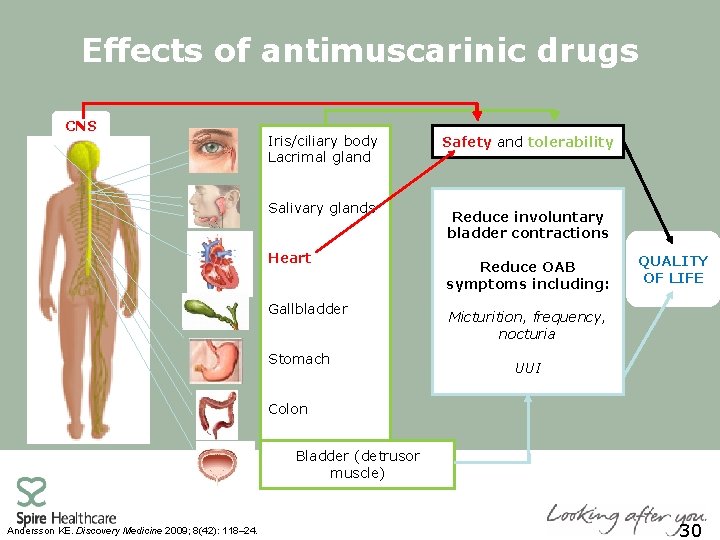 Effects of antimuscarinic drugs CNS Iris/ciliary body Lacrimal gland Salivary glands Heart Gallbladder Stomach