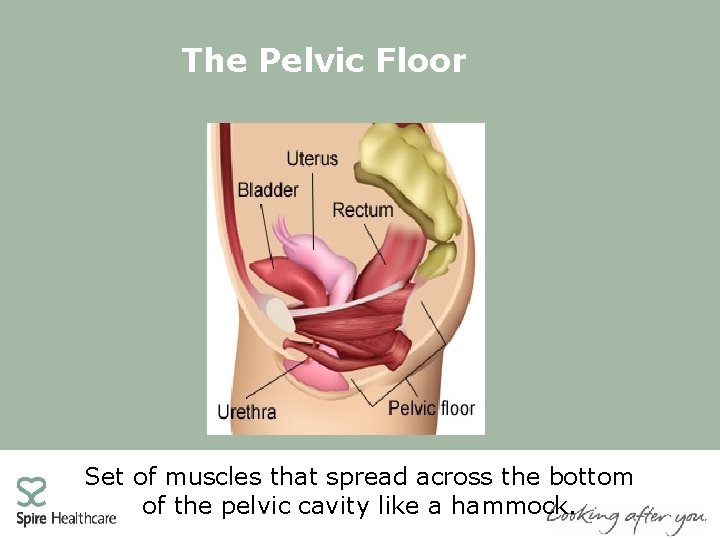 The Pelvic Floor Set of muscles that spread across the bottom of the pelvic