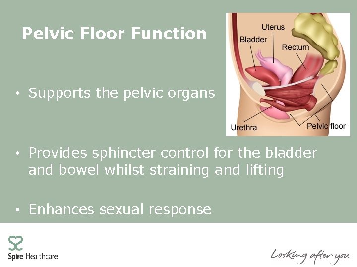 Pelvic Floor Function • Supports the pelvic organs • Provides sphincter control for the