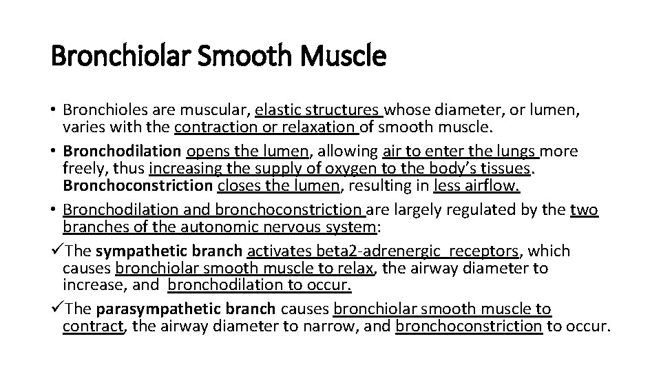 Bronchiolar Smooth Muscle • Bronchioles are muscular, elastic structures whose diameter, or lumen, varies