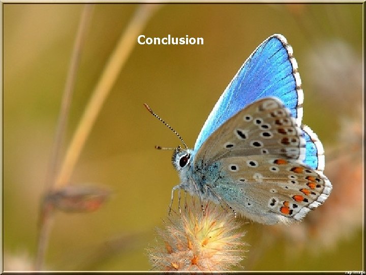 Reasons Behind Complications Conclusion Reasons Behind Complications Conclusion