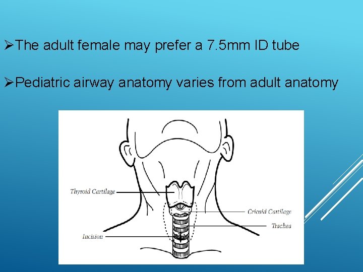 ØThe adult female may prefer a 7. 5 mm ID tube ØPediatric airway anatomy