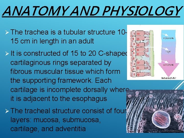 ANATOMY AND PHYSIOLOGY Ø The trachea is a tubular structure 10– 15 cm in
