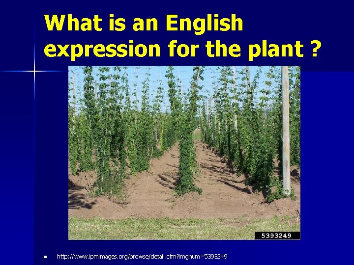 What is an English expression for the plant ? n http: //www. ipmimages. org/browse/detail.