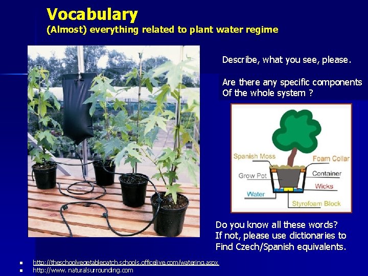 Vocabulary (Almost) everything related to plant water regime Describe, what you see, please. Are