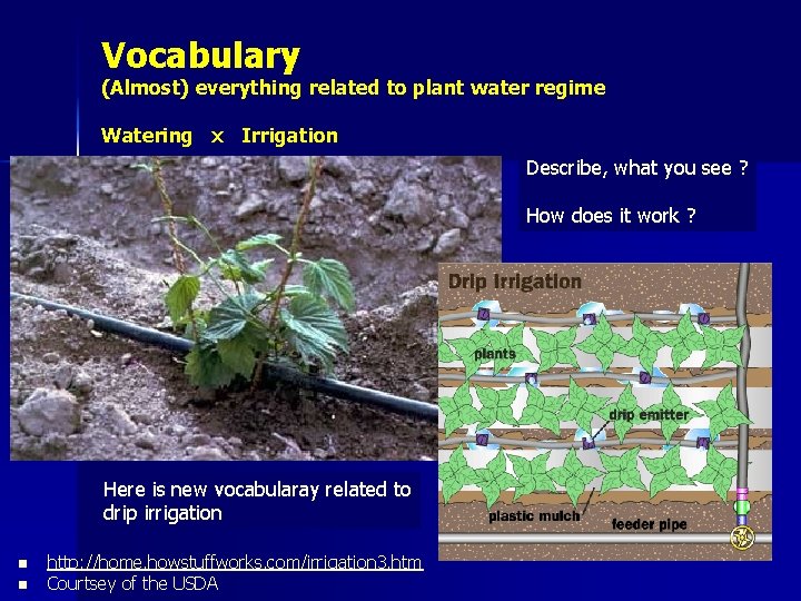 Vocabulary (Almost) everything related to plant water regime Watering x Irrigation Describe, what you