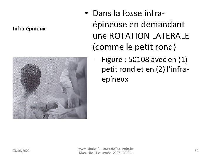 Infra-épineux • Dans la fosse infraépineuse en demandant une ROTATION LATERALE (comme le petit