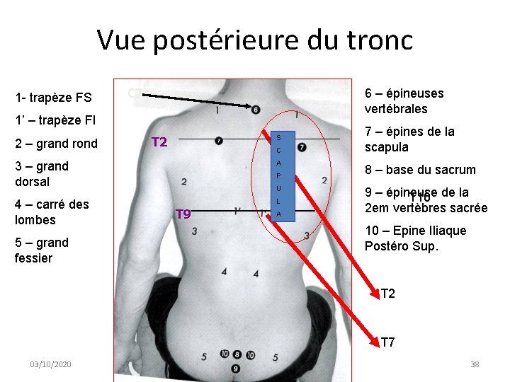 Vue postérieure du tronc 1 - trapèze FS C 7 6 – épineuses vertébrales