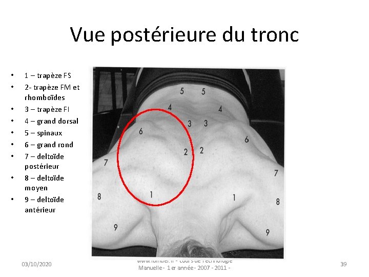 Vue postérieure du tronc • • • 1 – trapèze FS 2 - trapèze