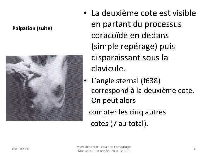 Palpation (suite) • La deuxième cote est visible en partant du processus coracoïde en