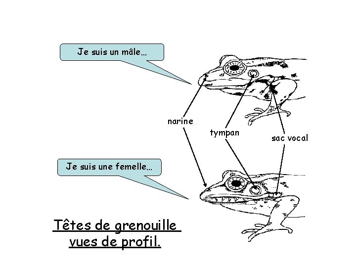 Je suis un mâle… narine Je suis une femelle… Têtes de grenouille vues de