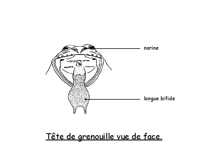 narine langue bifide Tête de grenouille vue de face. 