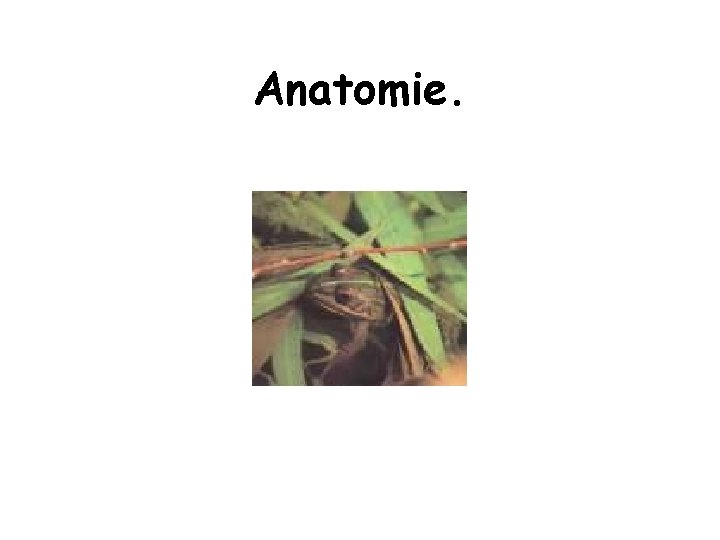 Anatomie. Anatomie.