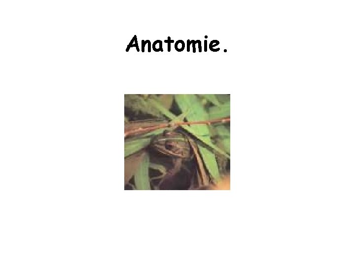 Anatomie. 