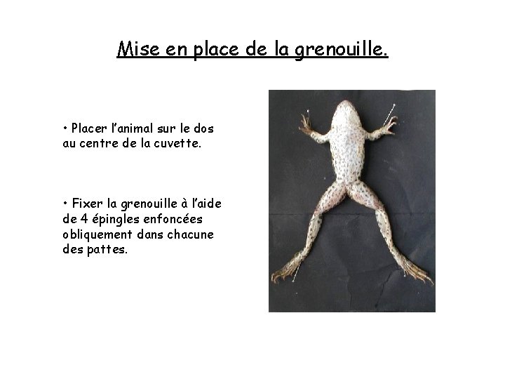 Mise en place de la grenouille. • Placer l’animal sur le dos au centre Mise en place de la grenouille. • Placer l’animal sur le dos au centre
