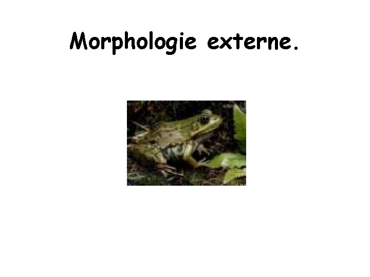 Morphologie externe. Morphologie externe.