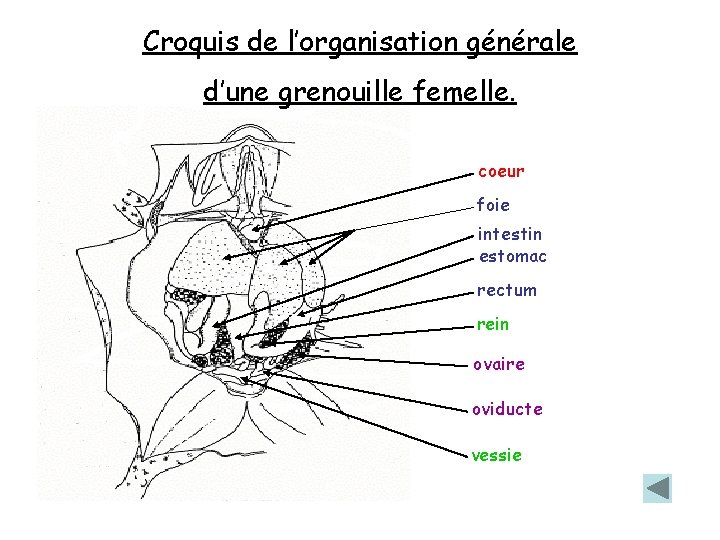 Croquis de l’organisation générale d’une grenouille femelle. coeur foie intestin estomac rectum rein ovaire Croquis de l’organisation générale d’une grenouille femelle. coeur foie intestin estomac rectum rein ovaire