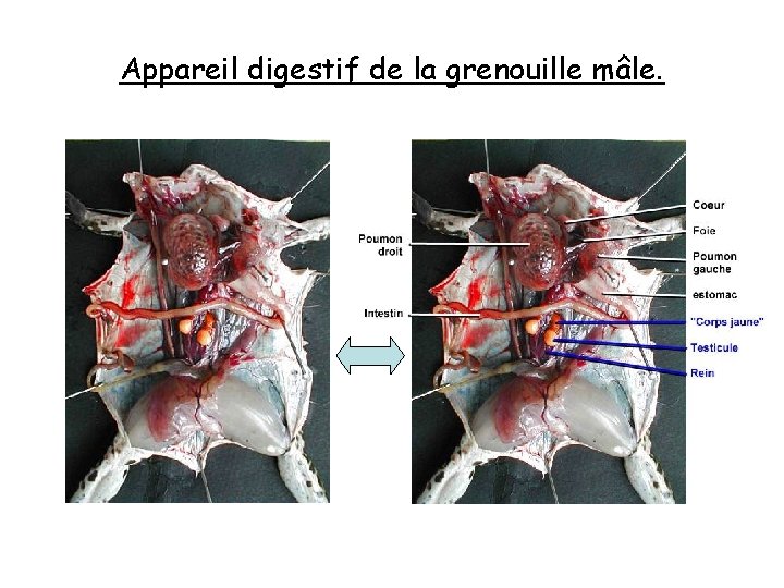 Appareil digestif de la grenouille mâle. Appareil digestif de la grenouille mâle.