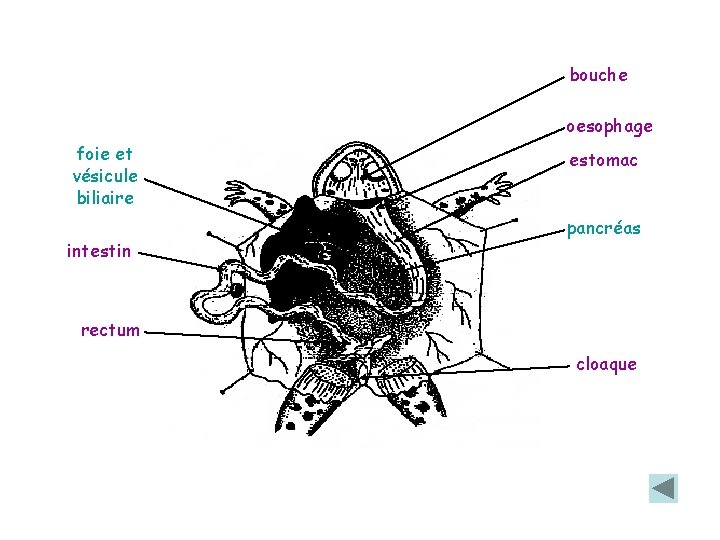 bouche oesophage foie et vésicule biliaire intestin estomac pancréas rectum cloaque bouche oesophage foie et vésicule biliaire intestin estomac pancréas rectum cloaque