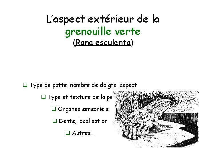 L’aspect extérieur de la grenouille verte (Rana esculenta) q Type de patte, nombre de