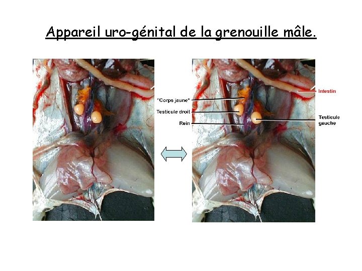 Appareil uro-génital de la grenouille mâle. 