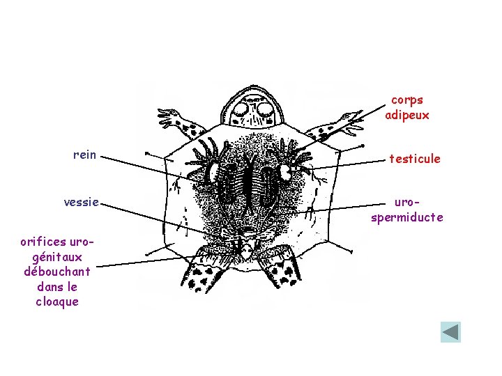 corps adipeux rein testicule vessie urospermiducte orifices urogénitaux débouchant dans le cloaque 