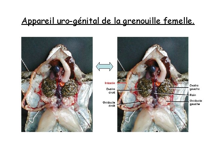 Appareil uro-génital de la grenouille femelle. 