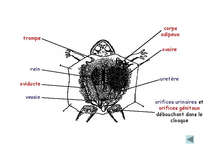 trompe corps adipeux ovaire rein oviducte vessie uretère orifices urinaires et orifices génitaux débouchant trompe corps adipeux ovaire rein oviducte vessie uretère orifices urinaires et orifices génitaux débouchant