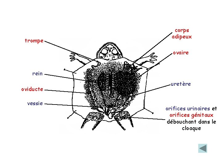 trompe corps adipeux ovaire rein oviducte vessie uretère orifices urinaires et orifices génitaux débouchant