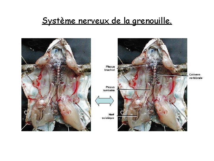 Système nerveux de la grenouille. 