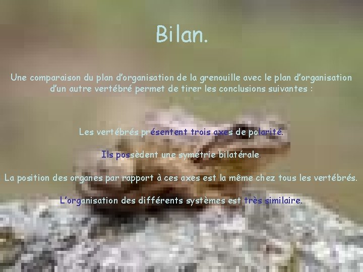 Bilan. Une comparaison du plan d’organisation de la grenouille avec le plan d’organisation d’un Bilan. Une comparaison du plan d’organisation de la grenouille avec le plan d’organisation d’un