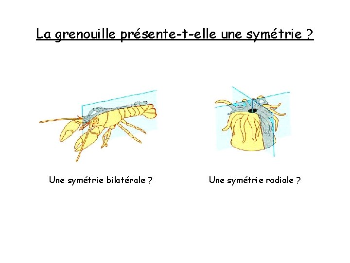 La grenouille présente-t-elle une symétrie ? Une symétrie bilatérale ? Une symétrie radiale ? La grenouille présente-t-elle une symétrie ? Une symétrie bilatérale ? Une symétrie radiale ?