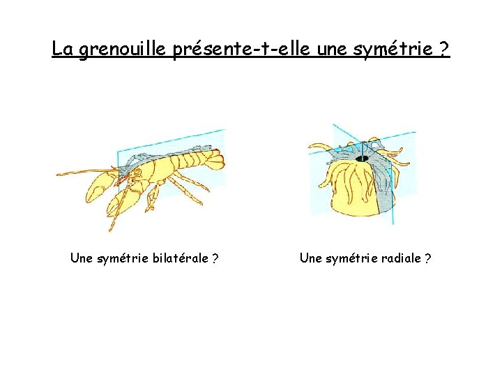 La grenouille présente-t-elle une symétrie ? Une symétrie bilatérale ? Une symétrie radiale ?