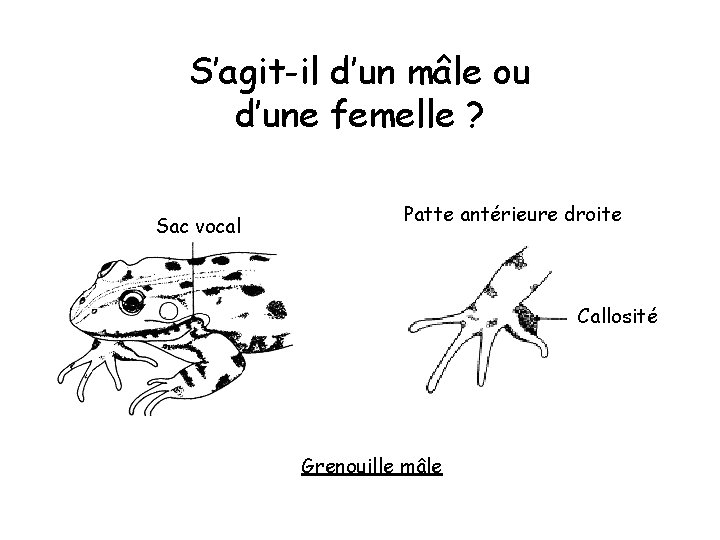 S’agit-il d’un mâle ou d’une femelle ? Sac vocal Patte antérieure droite Callosité Grenouille