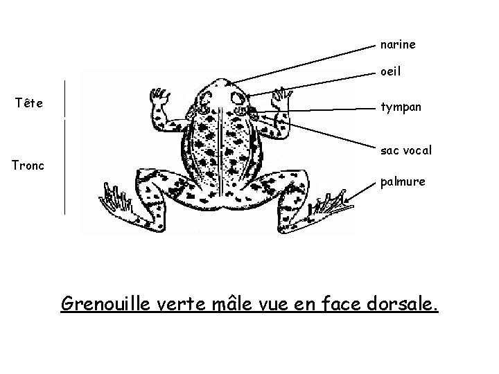 narine oeil Tête Tronc tympan sac vocal palmure Grenouille verte mâle vue en face