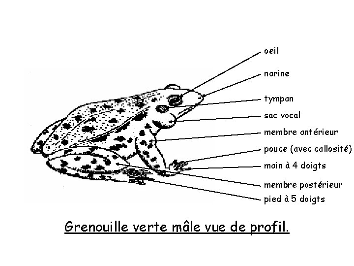 oeil narine tympan sac vocal membre antérieur pouce (avec callosité) main à 4 doigts oeil narine tympan sac vocal membre antérieur pouce (avec callosité) main à 4 doigts