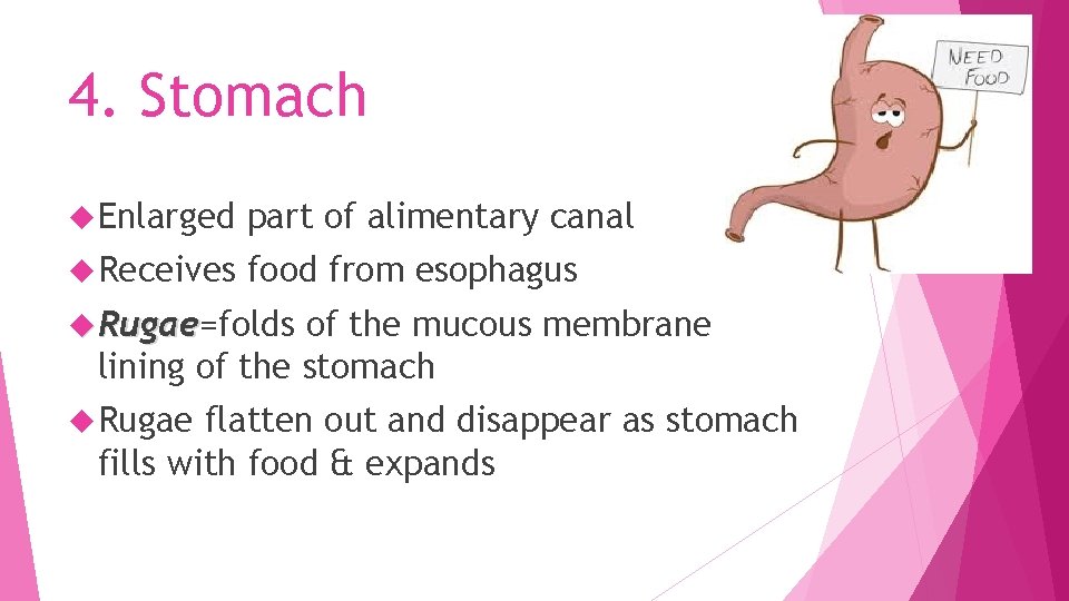 4. Stomach Enlarged part of alimentary canal Receives food from esophagus Rugae=folds Rugae of
