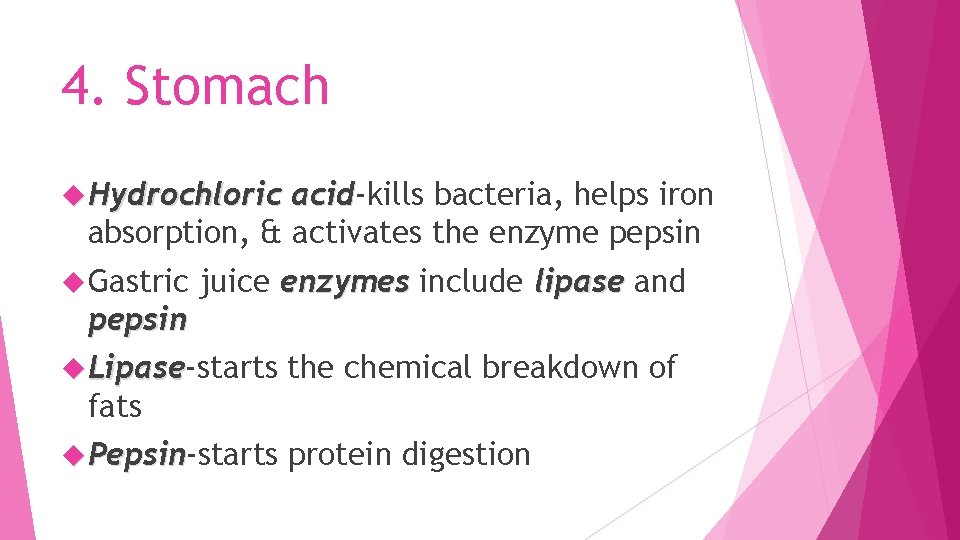 4. Stomach Hydrochloric acid-kills bacteria, helps iron acid absorption, & activates the enzyme pepsin