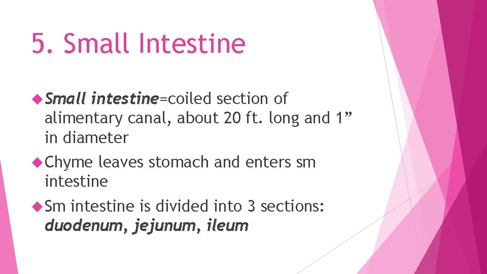5. Small Intestine Small intestine=coiled section of intestine alimentary canal, about 20 ft. long