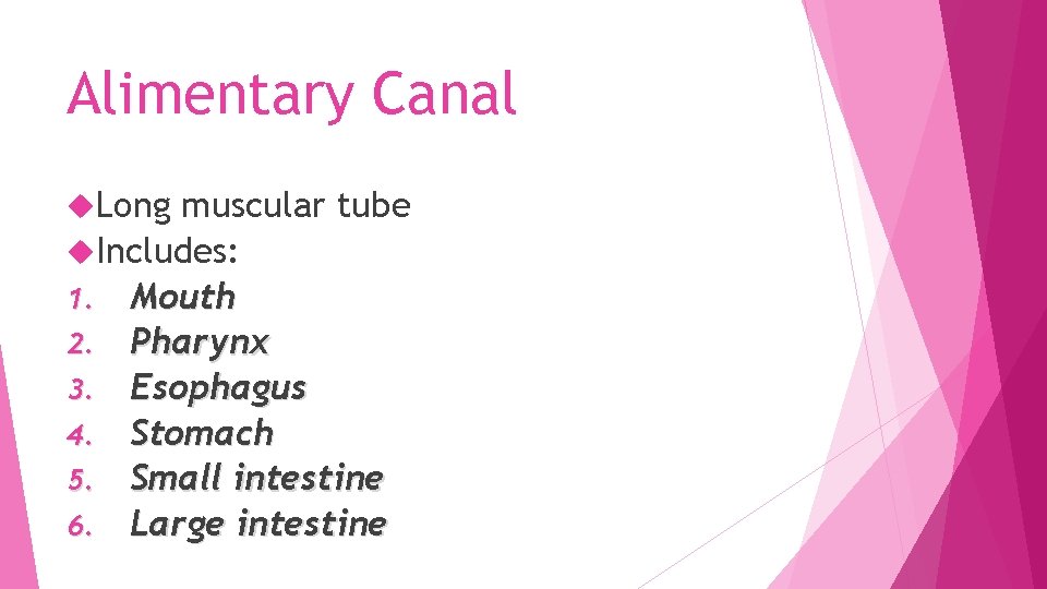 Alimentary Canal Long muscular tube Includes: 1. Mouth 2. Pharynx 3. Esophagus 4. Stomach