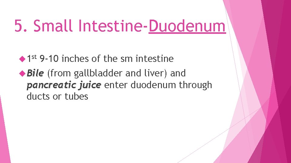 5. Small Intestine-Duodenum 1 st 9 -10 inches of the sm intestine Bile (from
