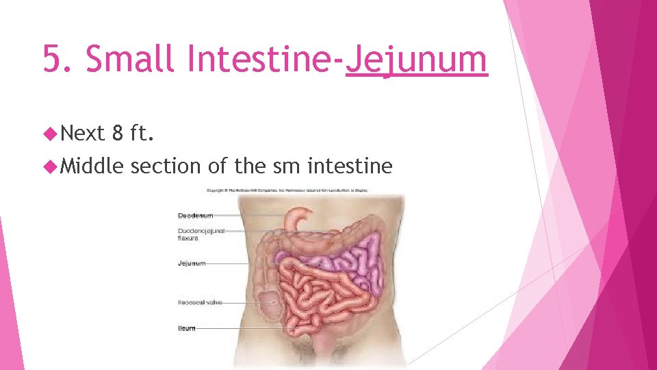 5. Small Intestine-Jejunum Next 8 ft. Middle section of the sm intestine 