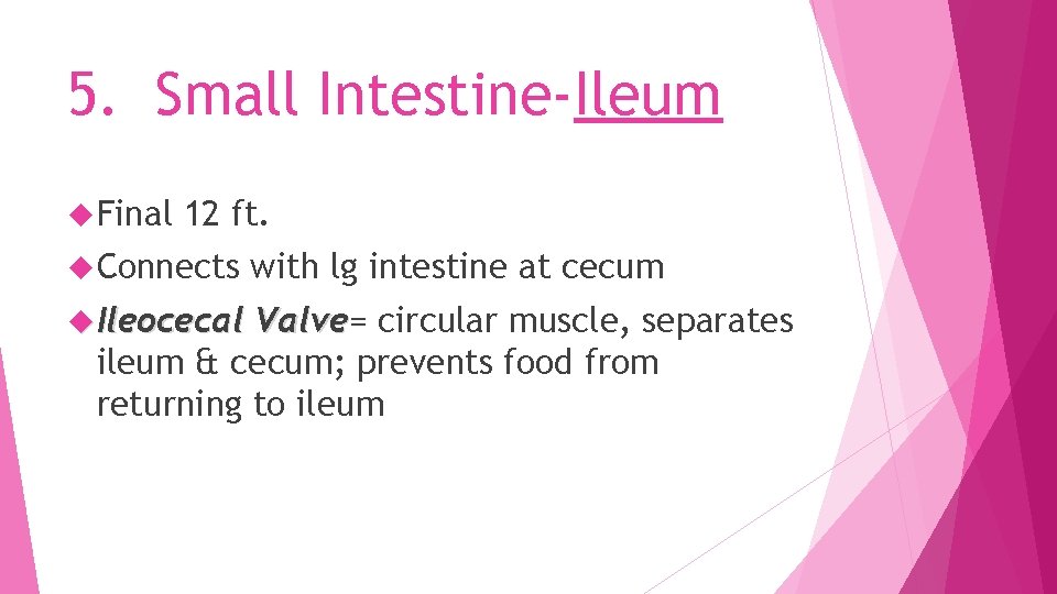 5. Small Intestine-Ileum Final 12 ft. Connects Ileocecal with lg intestine at cecum Valve=