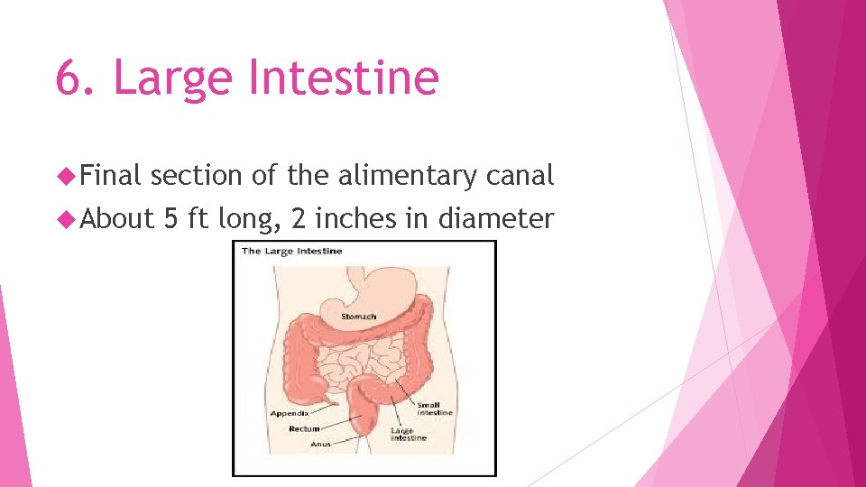 6. Large Intestine Final section of the alimentary canal About 5 ft long, 2