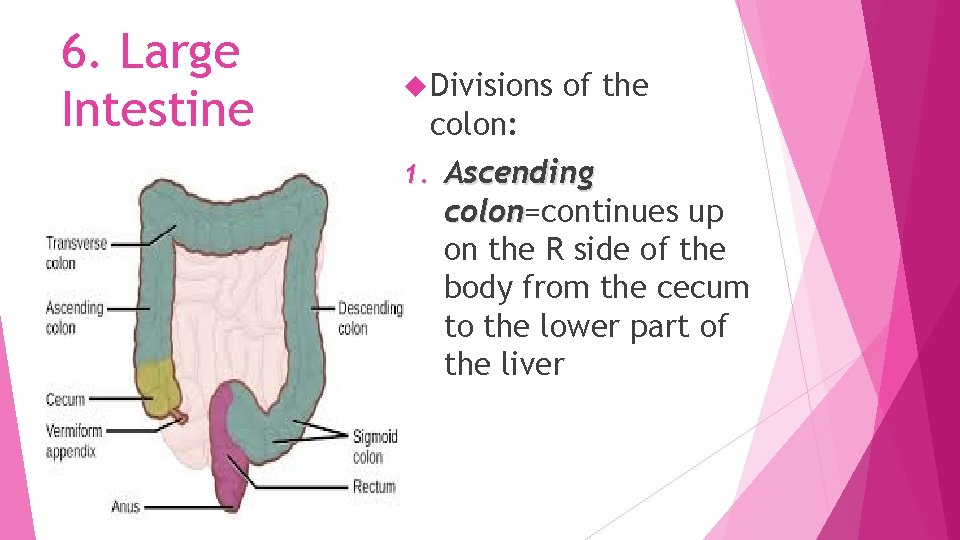 6. Large Intestine Divisions of the colon: 1. Ascending colon=continues up colon on the